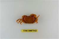 藏品(蔡氏澤蟹)的圖片